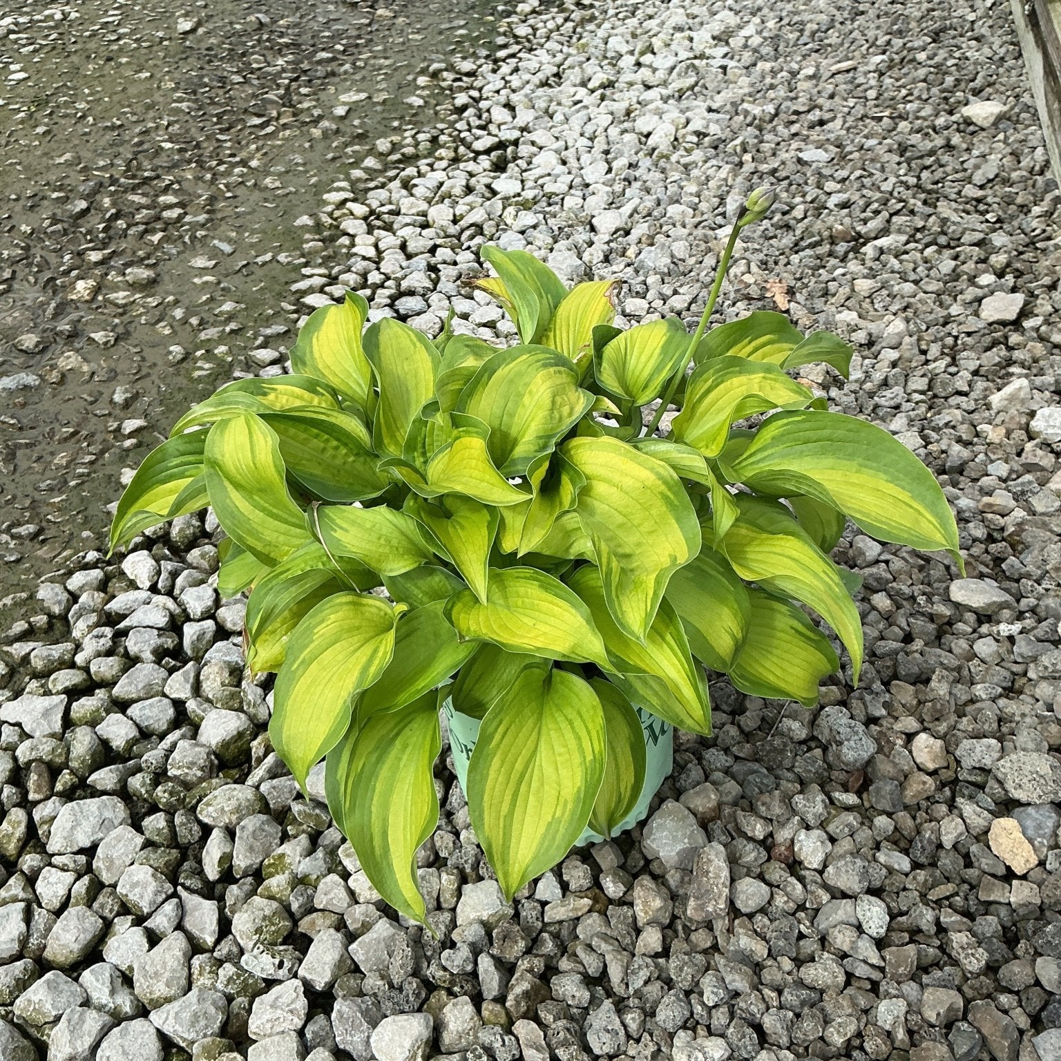 Old Glory Hosta plant with bright chartreuse and green variegated foliage growing in a gravel nursery setting.