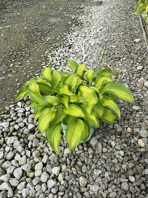 Old Glory Hosta plant with bright chartreuse and green variegated foliage growing in a gravel nursery setting.