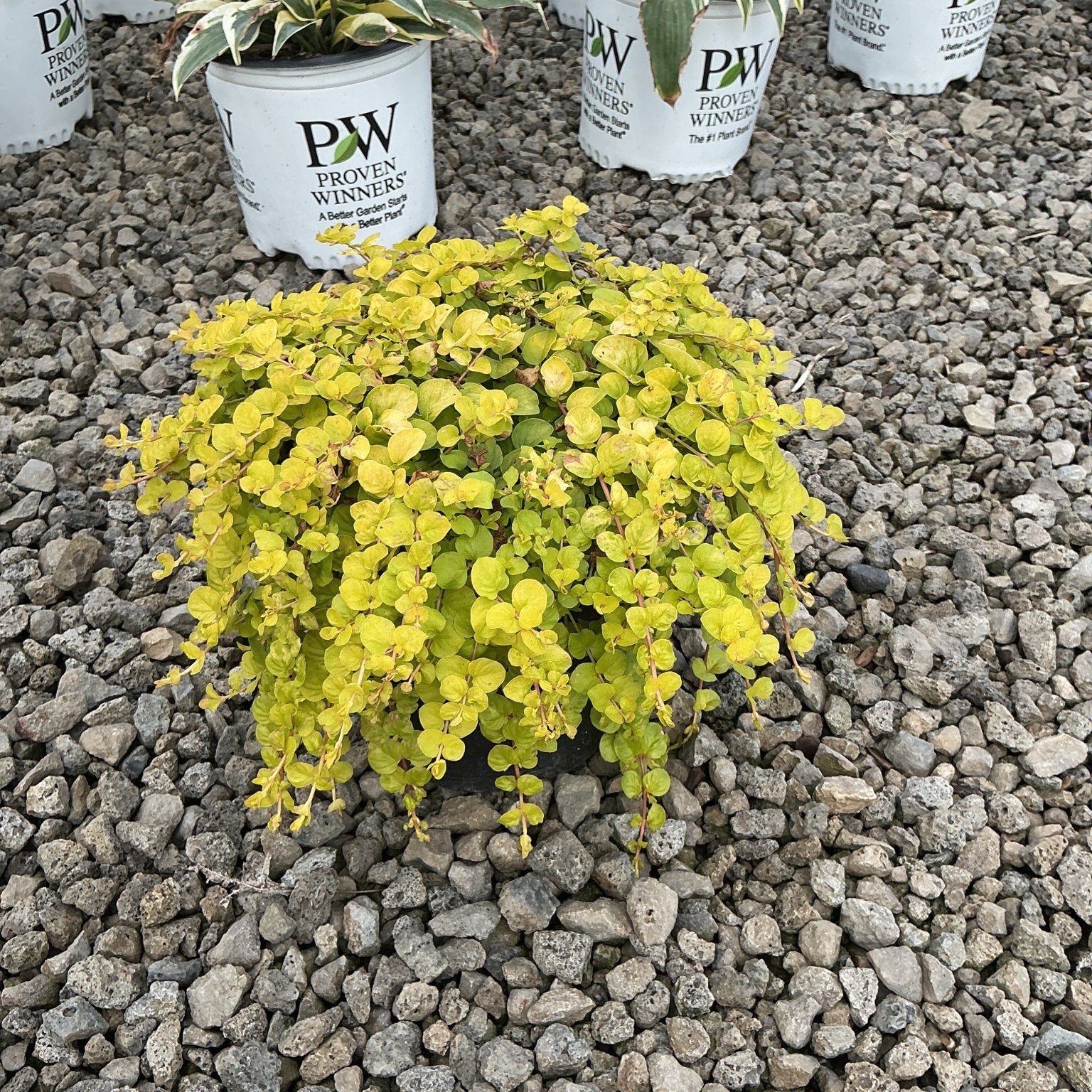 Golden Creeping Jenny Lysimachia nummularia Aurea spilling over a gravel surface with bright chartreuse trailing foliage.