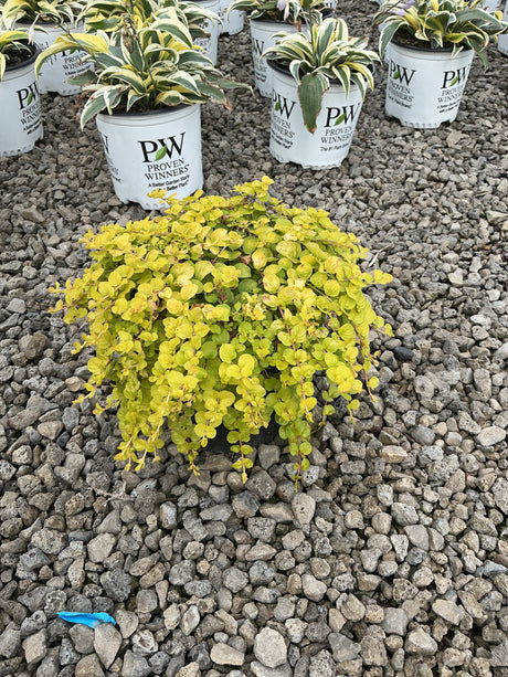 Golden Creeping Jenny Lysimachia nummularia Aurea spilling over a gravel surface with bright chartreuse trailing foliage.