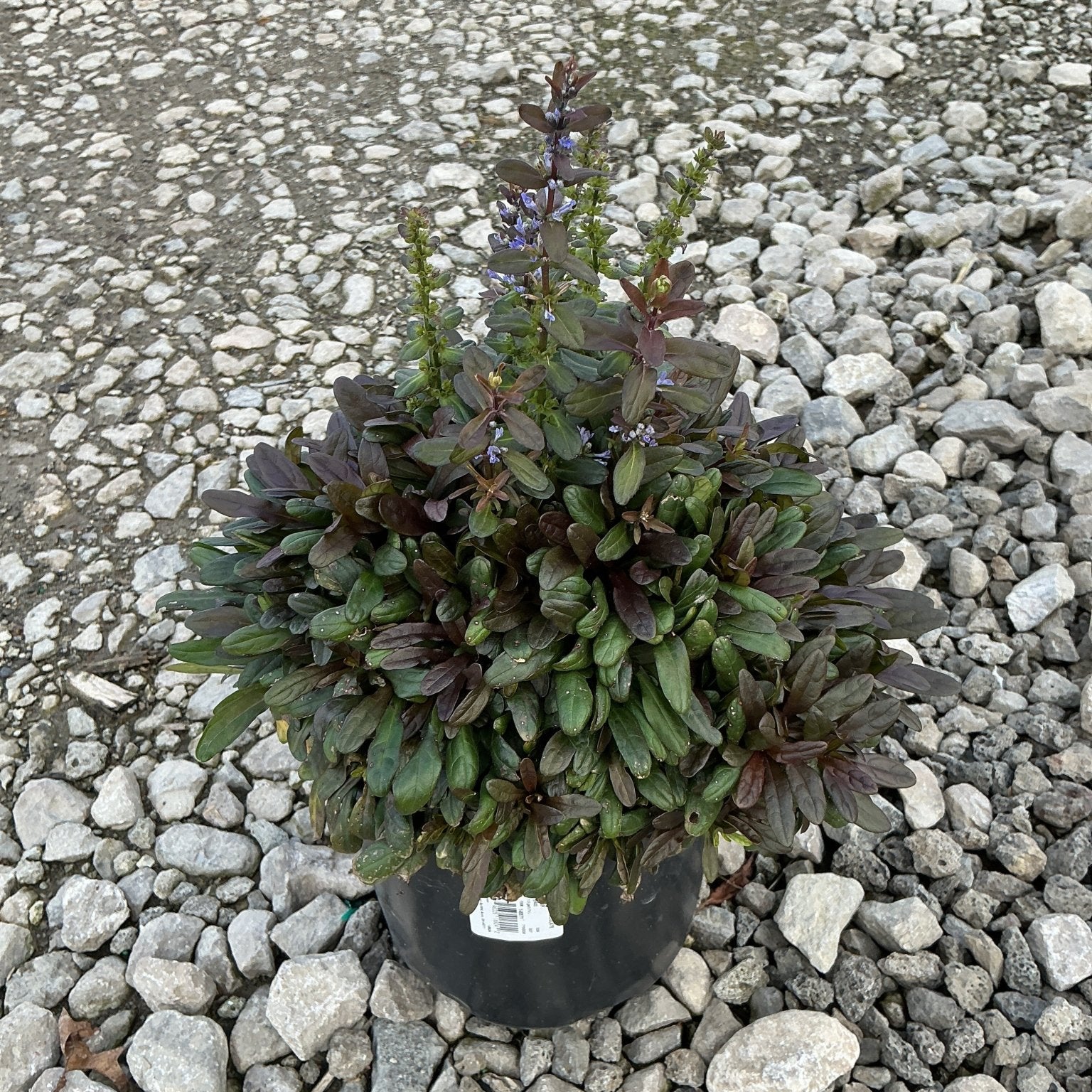 Chocolate Chip Ajuga in a #1 container with dark bronze foliage and blue flower spikes, set on gravel.