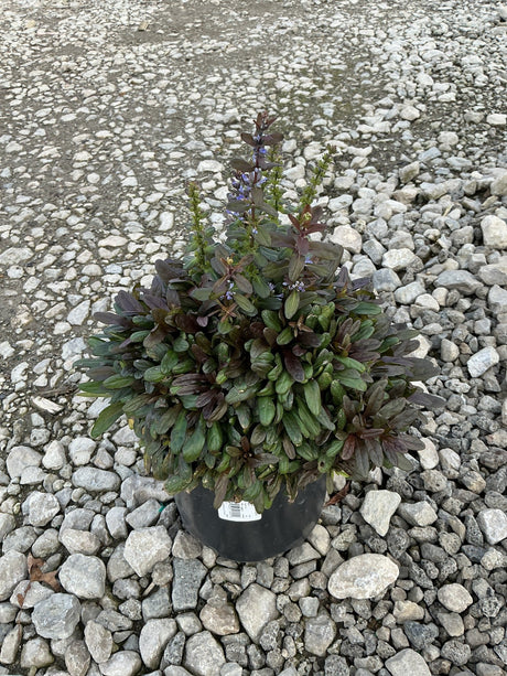 Chocolate Chip Ajuga in a #1 container with dark bronze foliage and blue flower spikes, set on gravel.