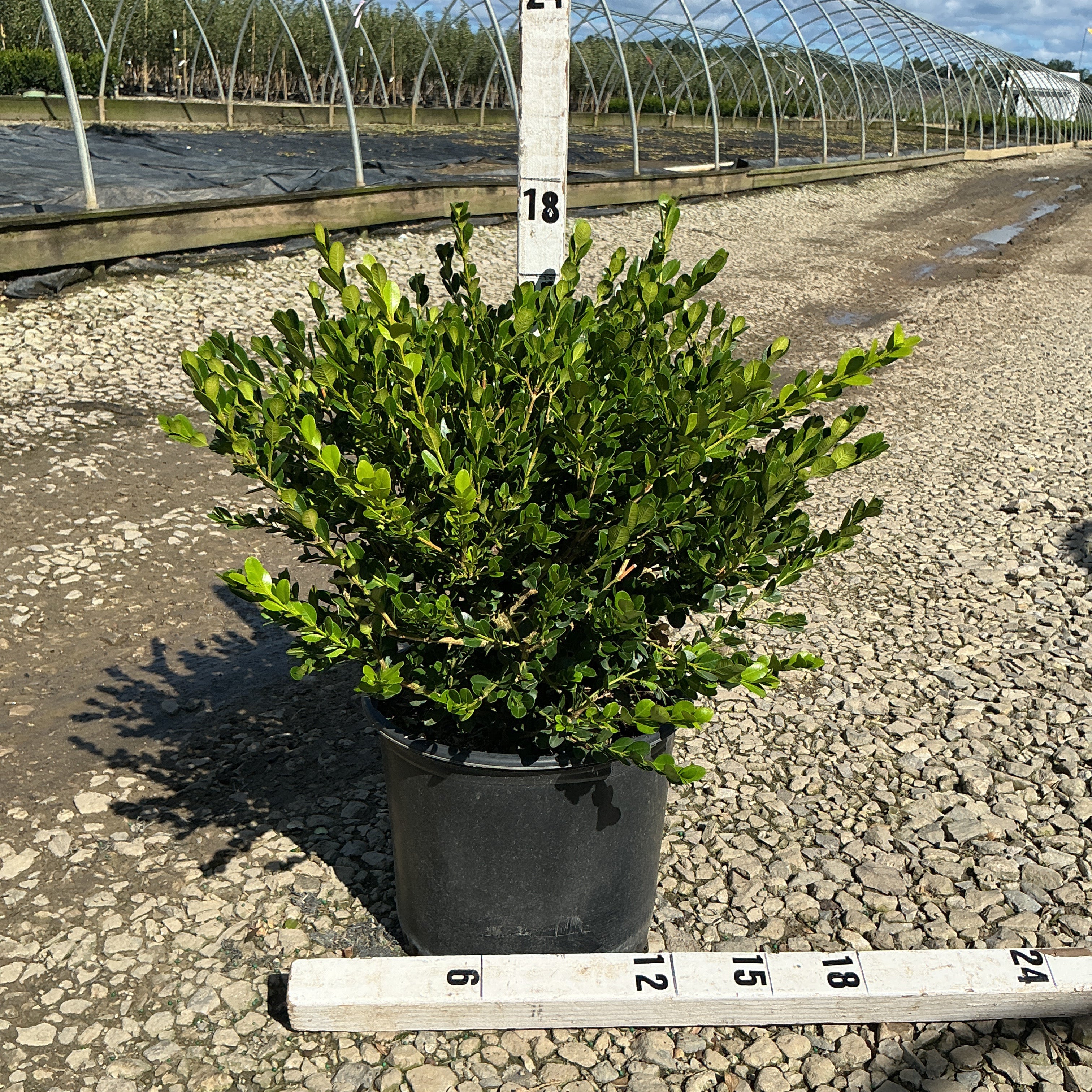 Winter Gem Boxwood in a #3 container shown against a ruler measuring approximately 18 inches tall at a nursery.