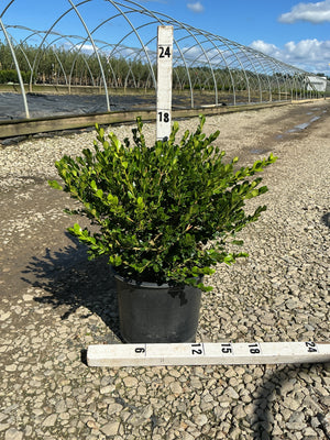 Winter Gem Boxwood in a #3 container shown against a ruler measuring approximately 18 inches tall at a nursery.