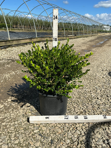 Winter Gem Boxwood in a #3 container shown against a ruler measuring approximately 18 inches tall at a nursery.