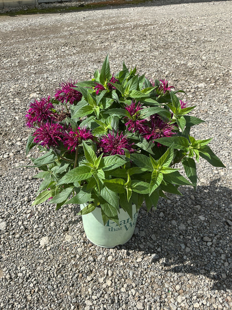 Balmy Purple Bee Balm in a #1 container showing vivid magenta blooms and lush green foliage on gravel.