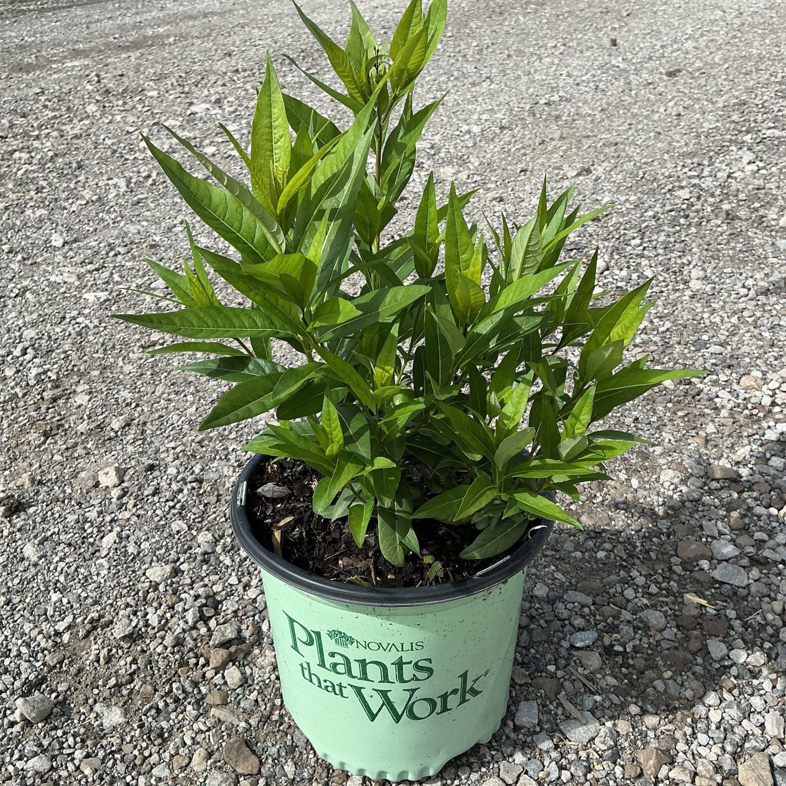Amsonia Starstruck Blue Star in a #1 nursery container showing lush green lance-shaped foliage on gravel.