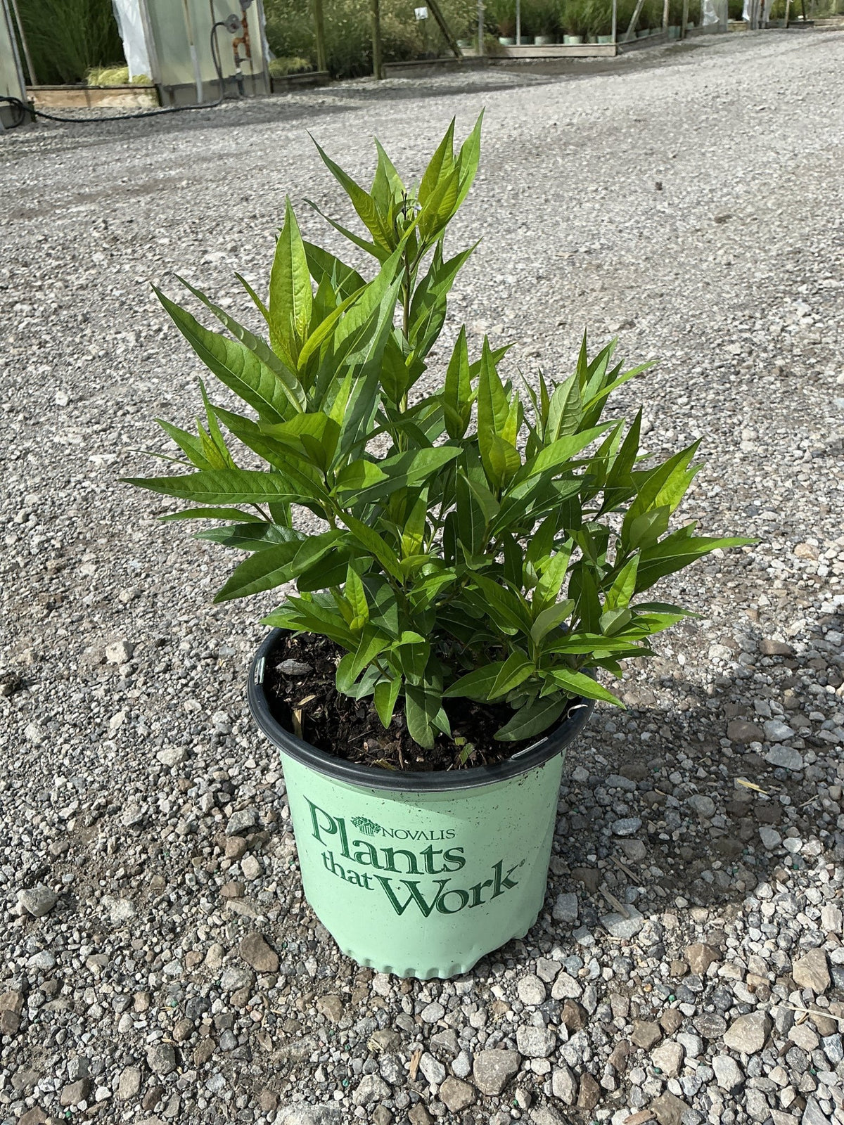Amsonia Starstruck Blue Star in a #1 nursery container showing lush green lance-shaped foliage on gravel.