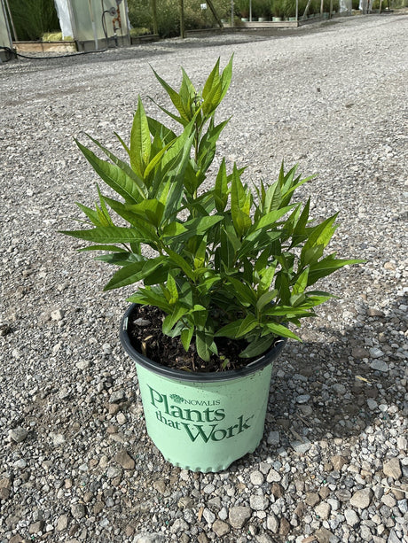 Amsonia Starstruck Blue Star in a #1 nursery container showing lush green lance-shaped foliage on gravel.