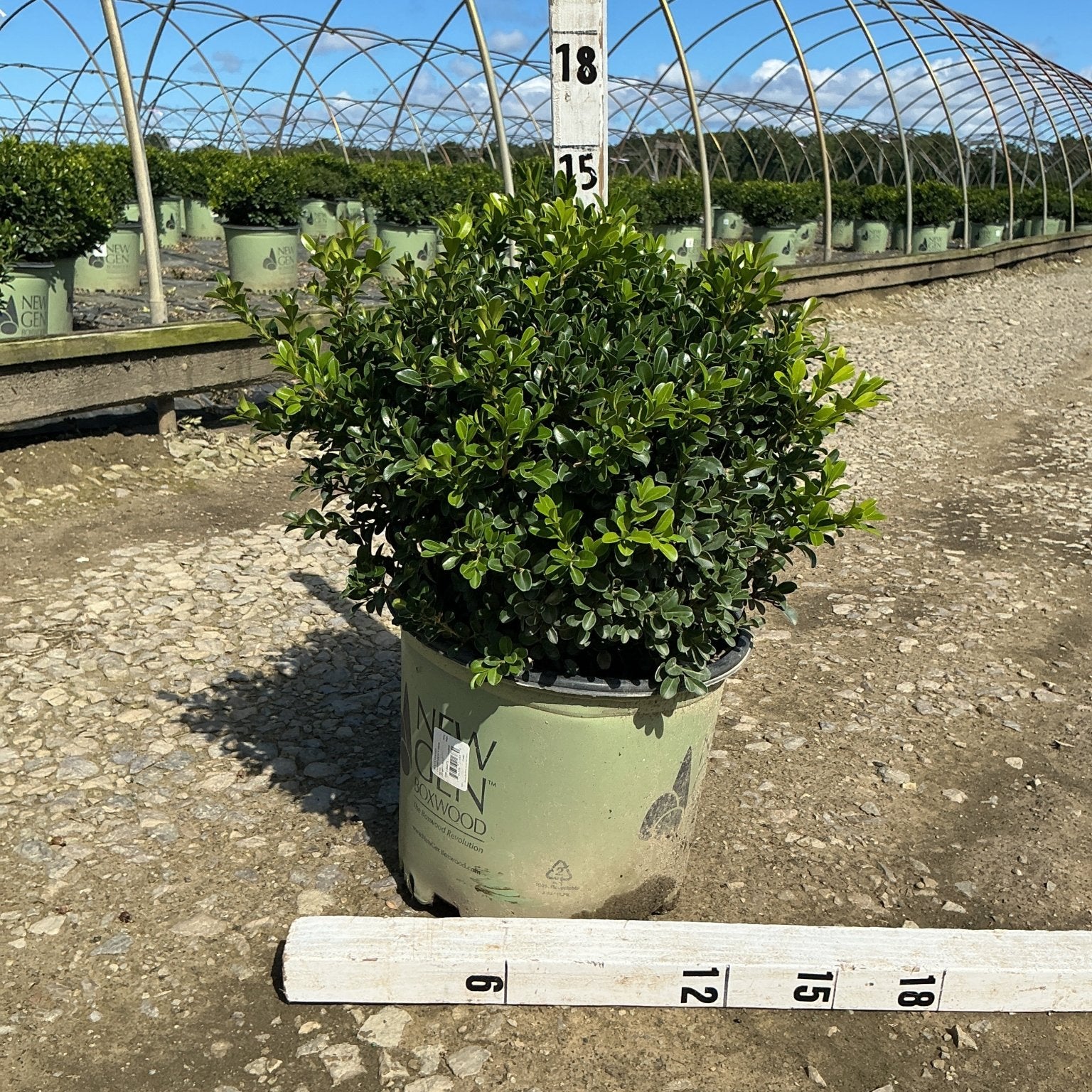 NewGen Independence Boxwood in a #3 container with dense green foliage, shown with measurement stakes at a nursery.