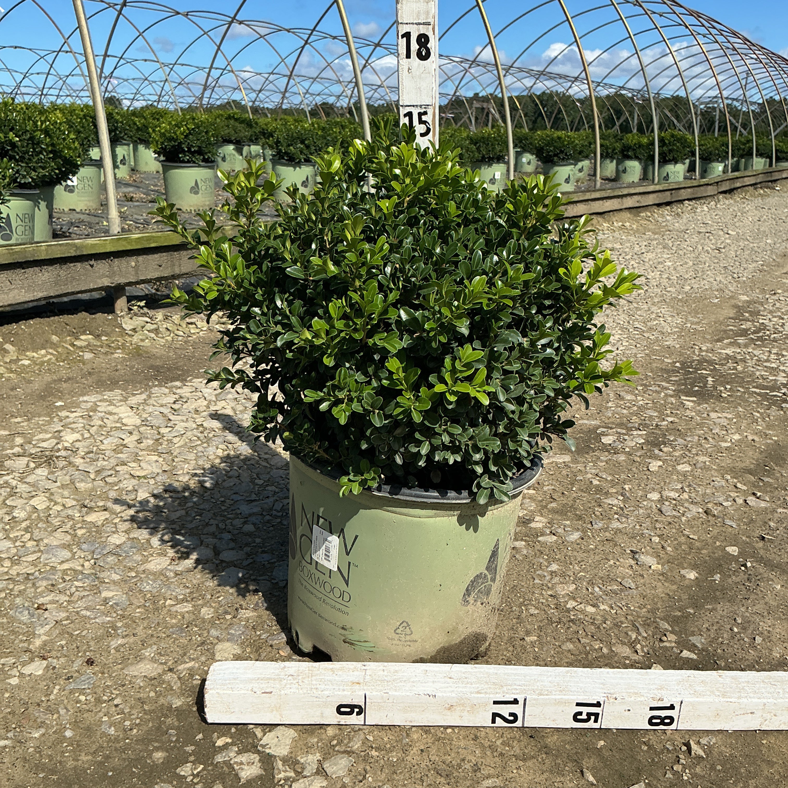 NewGen Independence Boxwood in a #3 container with dense green foliage, shown with measurement stakes at a nursery.