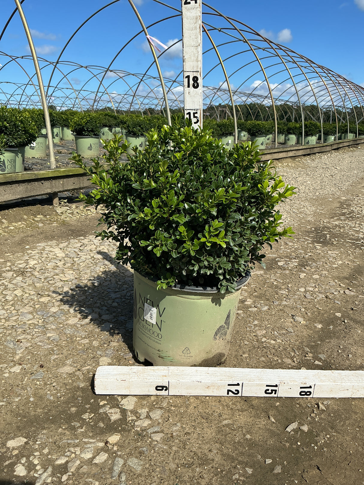 NewGen Independence Boxwood in a #3 container with dense green foliage, shown with measurement stakes at a nursery.
