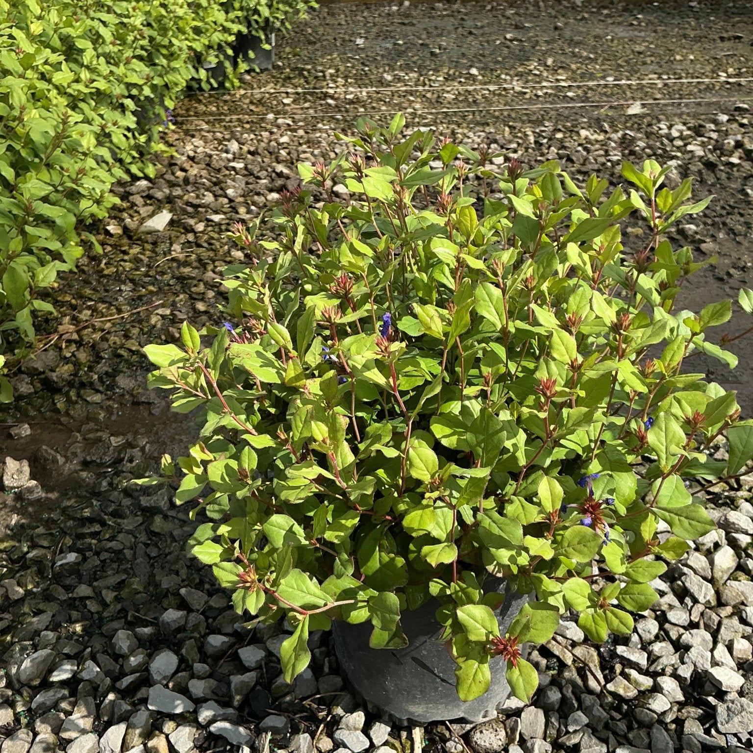 Blue Plumbago plant in a #1 container showing lush green foliage and small blue blooms in a greenhouse nursery setting.