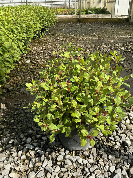 Blue Plumbago plant in a #1 container showing lush green foliage and small blue blooms in a greenhouse nursery setting.