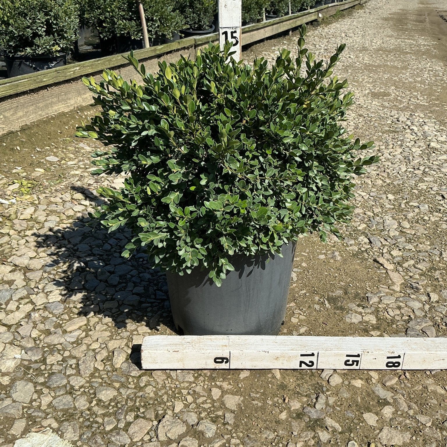 Flat-tery Boxwood shrub in a #3 container showing dense rounded foliage habit, measured at approximately 18 inches tall at a nursery.
