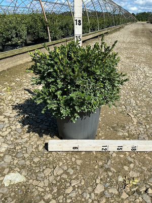 Flat-tery Boxwood shrub in a #3 container showing dense rounded foliage habit, measured at approximately 18 inches tall at a nursery.