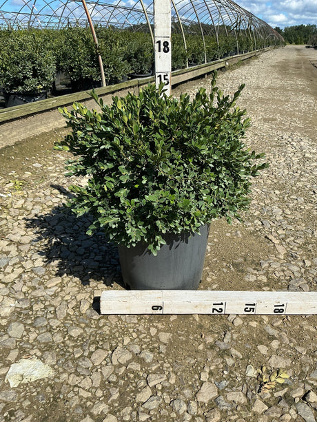 Flat-tery Boxwood shrub in a #3 container showing dense rounded foliage habit, measured at approximately 18 inches tall at a nursery.