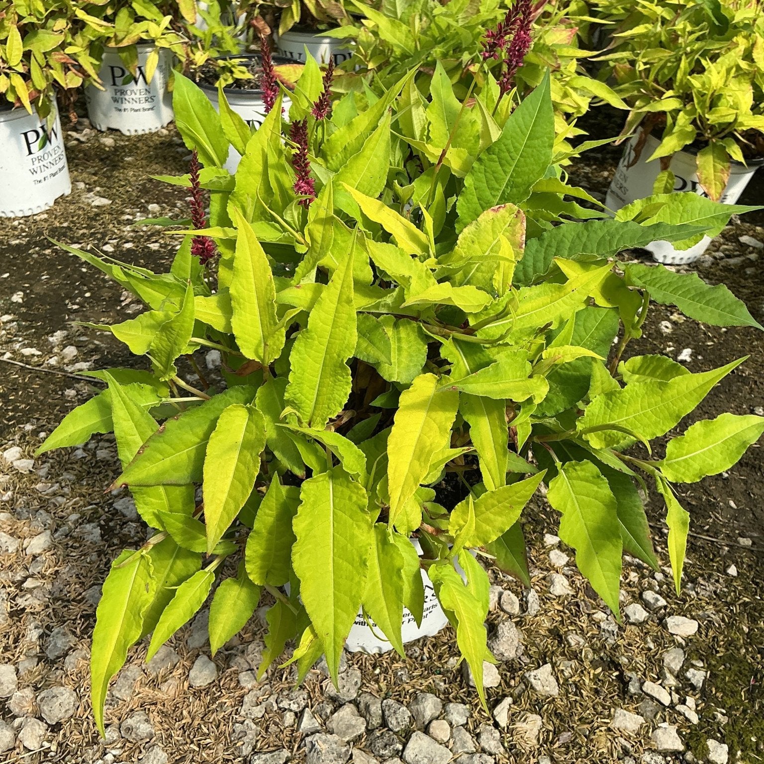 Glowing Reviews Mountain Fleece in a nursery container showing bright chartreuse foliage and deep red flower spikes.