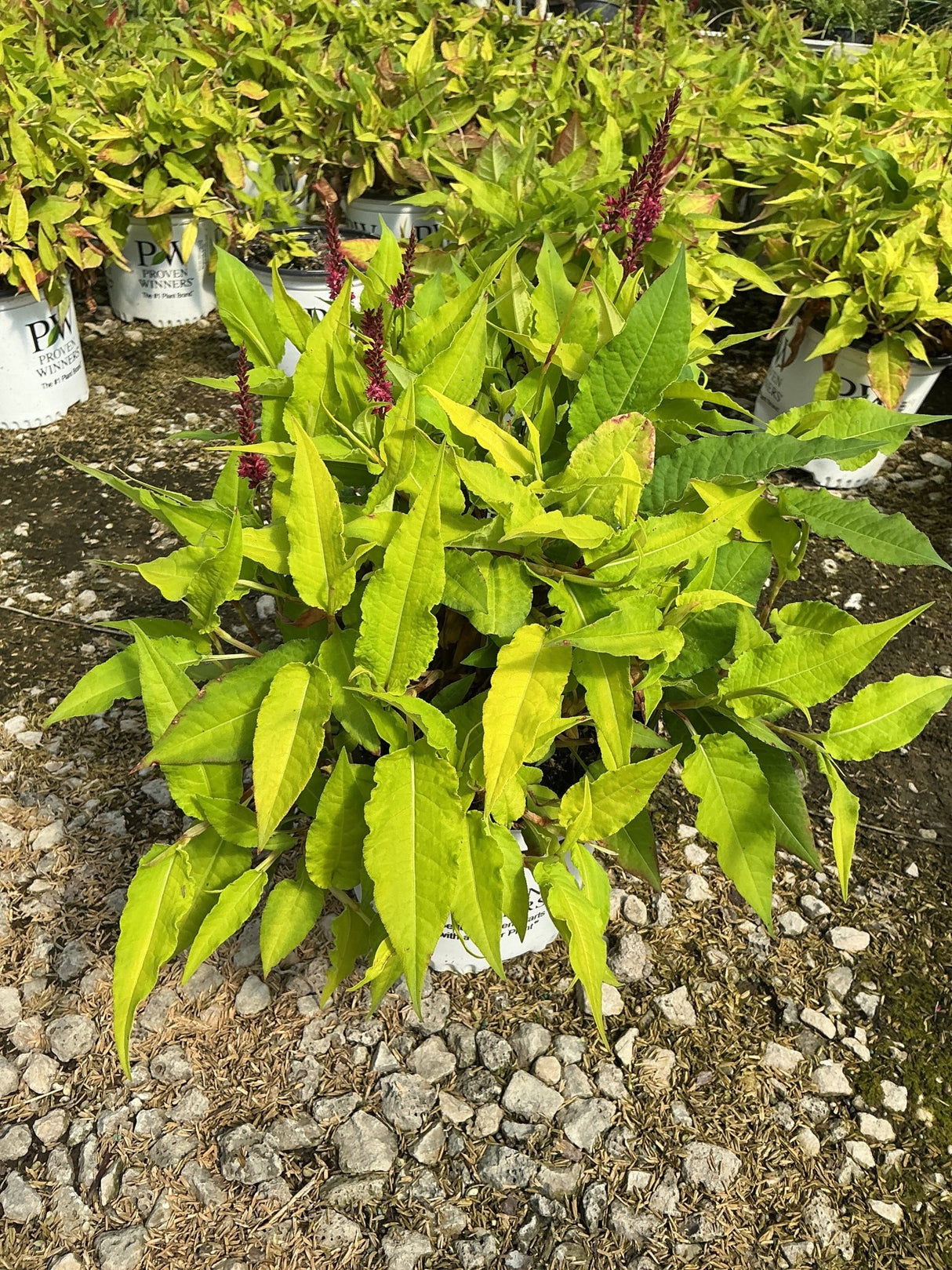 Glowing Reviews Mountain Fleece in a nursery container showing bright chartreuse foliage and deep red flower spikes.