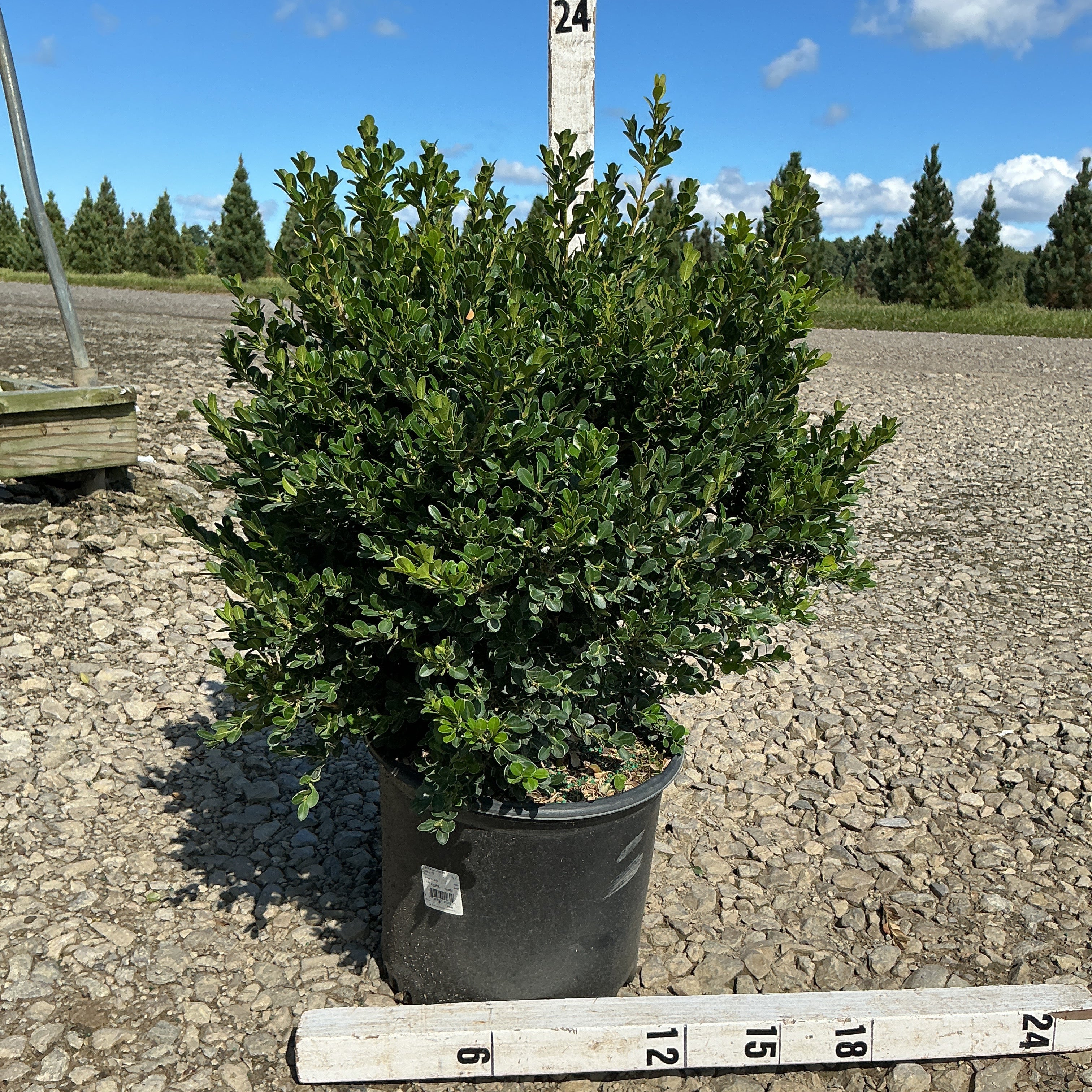 Green Beauty Boxwood shrub in a #3 container displayed on gravel with a 24-inch measurement stake nearby.