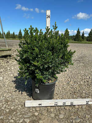 Green Beauty Boxwood shrub in a #3 container displayed on gravel with a 24-inch measurement stake nearby.