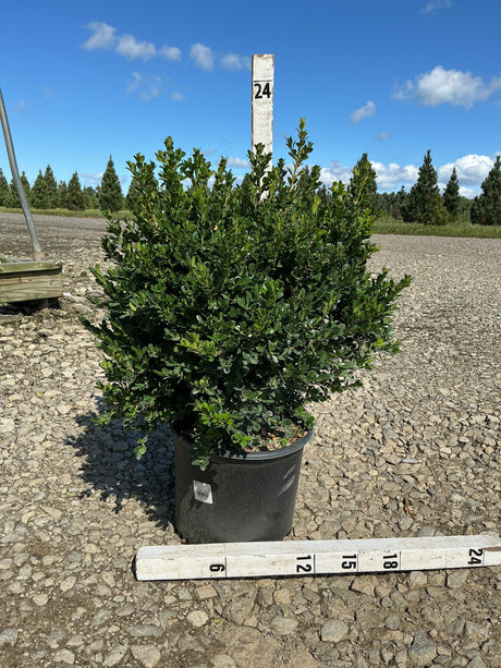Green Beauty Boxwood shrub in a #3 container displayed on gravel with a 24-inch measurement stake nearby.