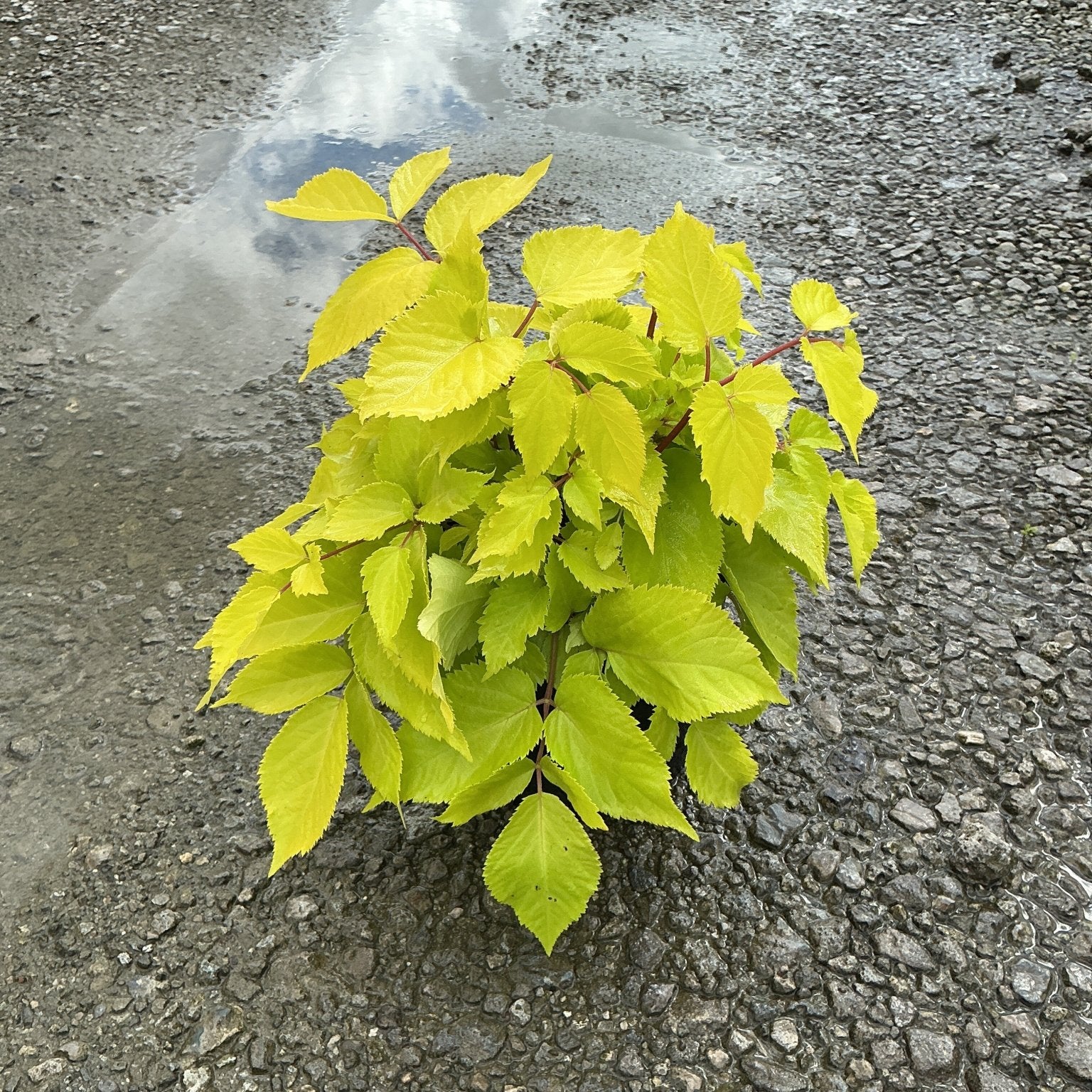 Sun King Aralia shrub with bright chartreuse foliage growing through wet gravel pavement after rain.