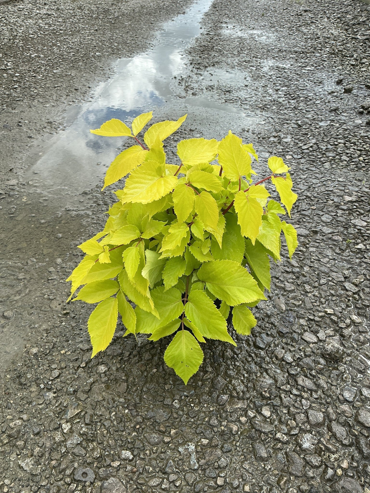 Sun King Aralia shrub with bright chartreuse foliage growing through wet gravel pavement after rain.