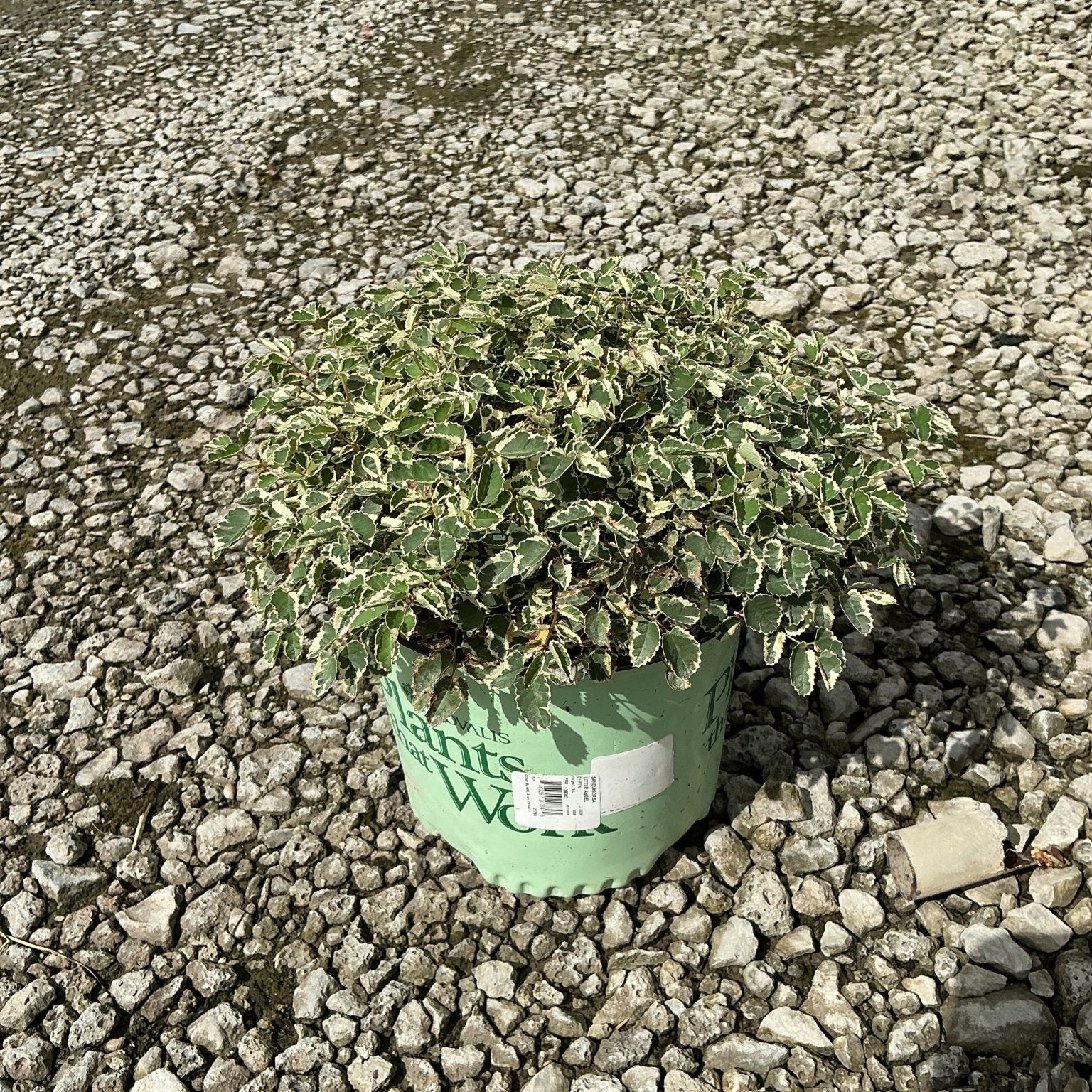 Variegated holly shrub with green and cream-edged leaves growing in a green nursery container on a gravel surface.