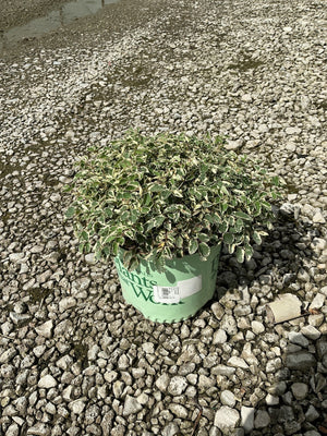 Variegated holly shrub with green and cream-edged leaves growing in a green nursery container on a gravel surface.