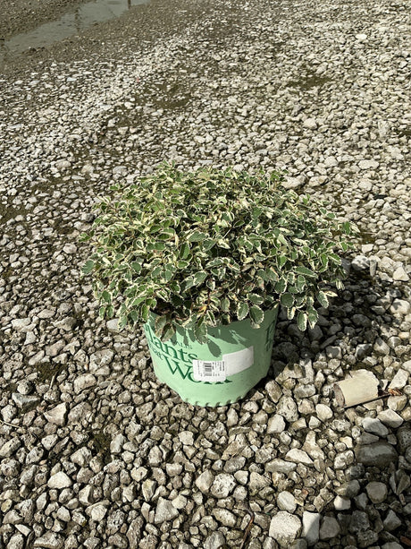 Variegated holly shrub with green and cream-edged leaves growing in a green nursery container on a gravel surface.