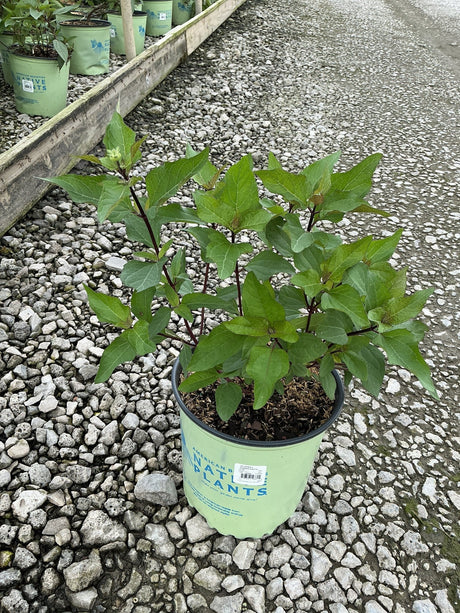 Summer Nights Sunflower Heliopsis in a #2 container, showing dark red stems and lush green foliage at a nursery.