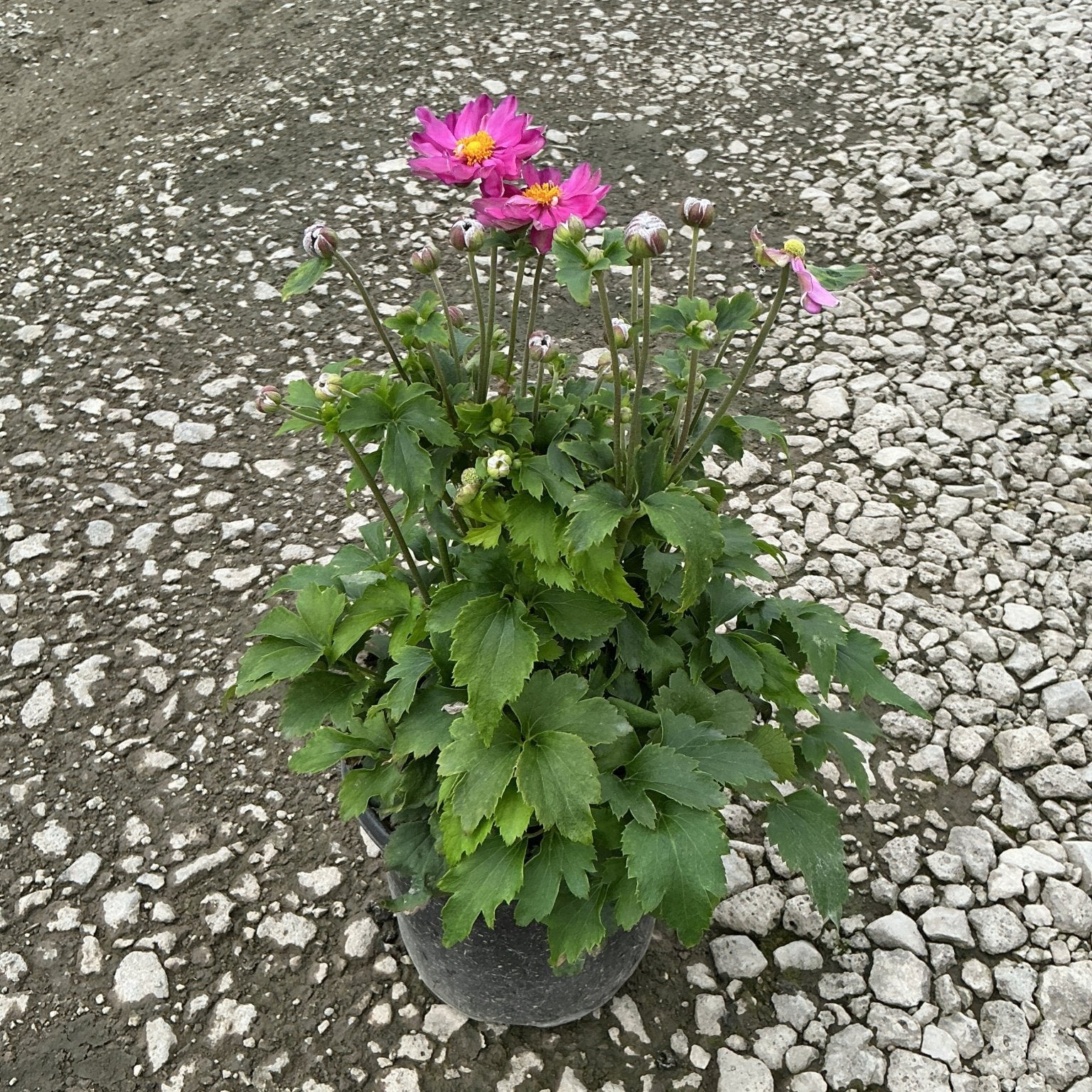 Curtain Call Pink Japanese Anemone in a nursery container with bright pink semi-double blooms and multiple buds on tall stems.