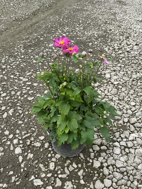 Curtain Call Pink Japanese Anemone in a nursery container with bright pink semi-double blooms and multiple buds on tall stems.