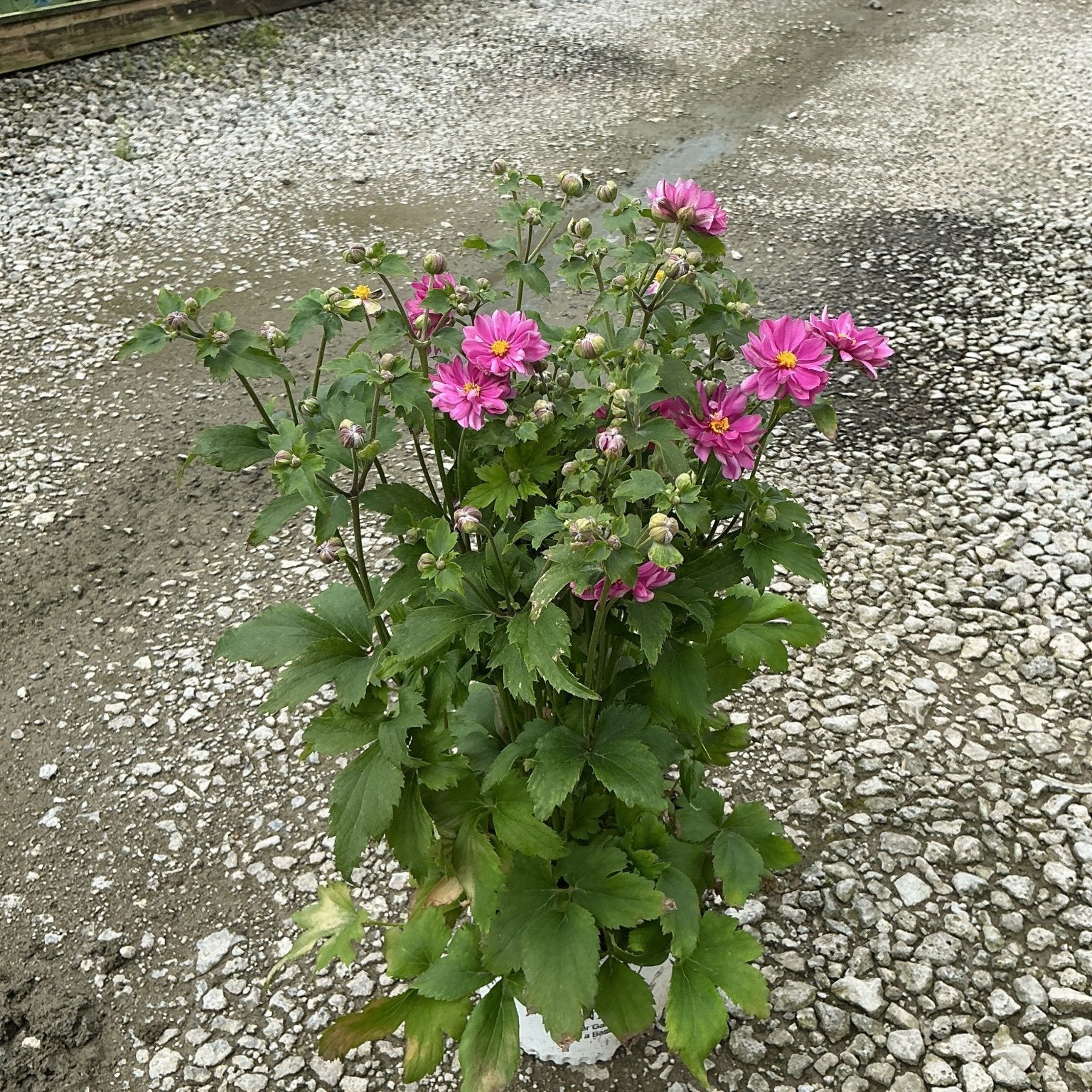 Fall in Love Sweetly Japanese Anemone in a #1 container with bright pink blooms and numerous buds at a nursery.