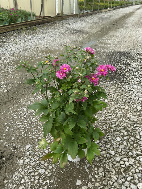 Fall in Love Sweetly Japanese Anemone in a #1 container with bright pink blooms and numerous buds at a nursery.