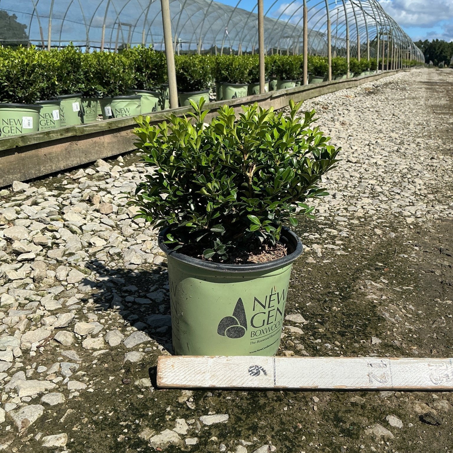 NewGen Independence Boxwood in a #1 container at a nursery, showing dense glossy green foliage.