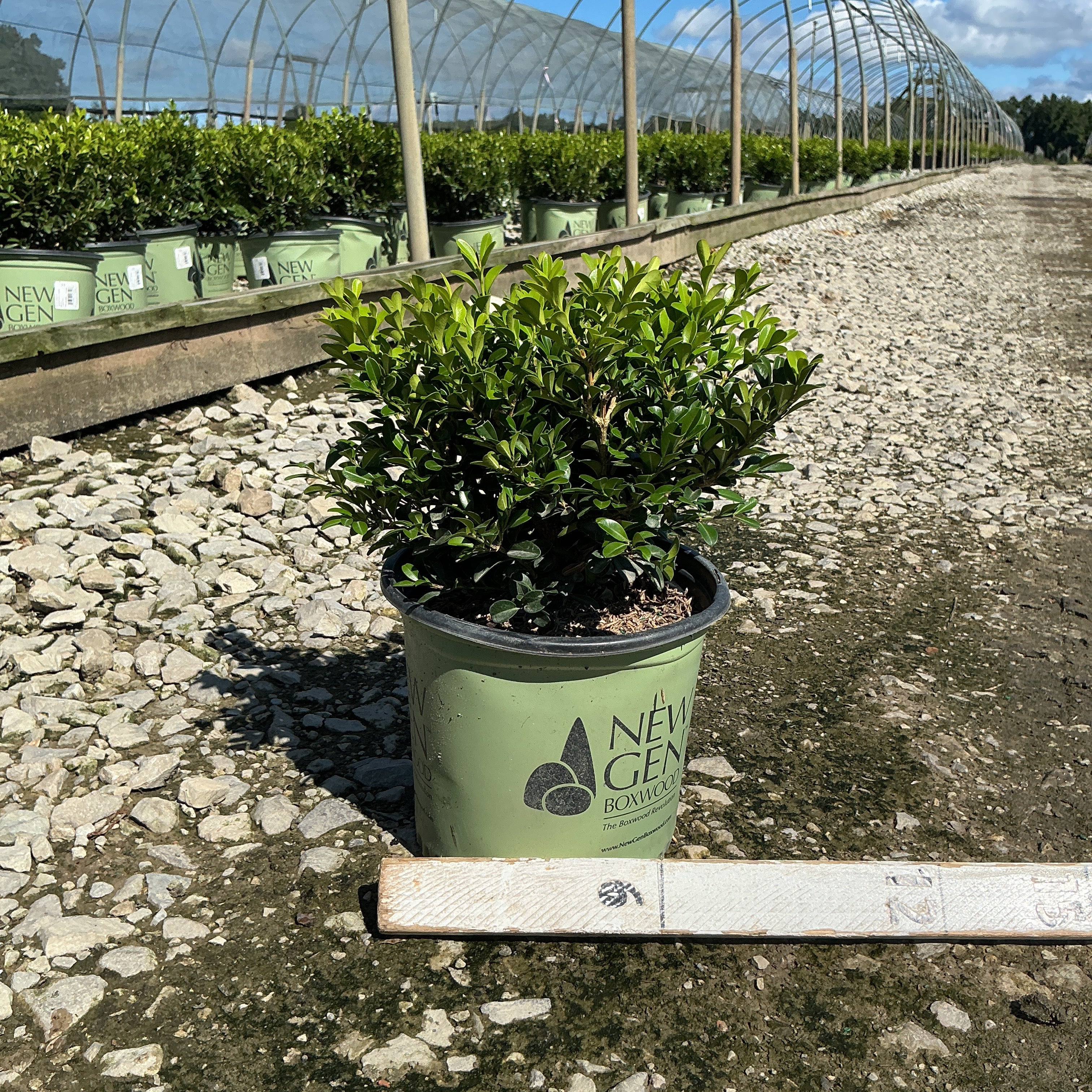 NewGen Independence Boxwood in a #1 container at a nursery, showing dense glossy green foliage.