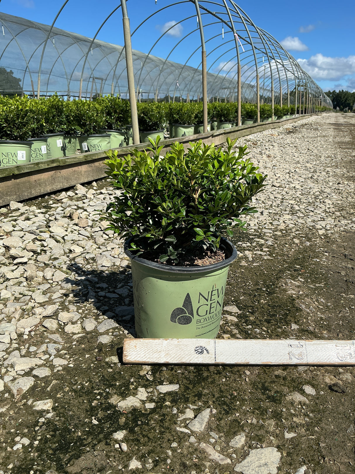 NewGen Independence Boxwood in a #1 container at a nursery, showing dense glossy green foliage.