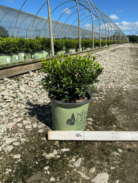 NewGen Independence Boxwood in a #1 container at a nursery, showing dense glossy green foliage.