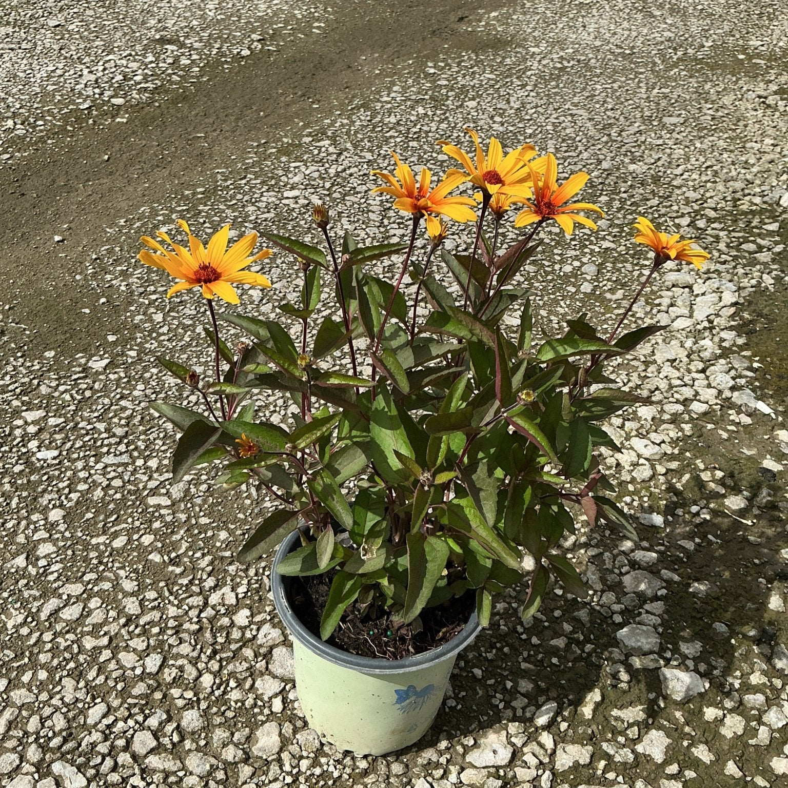 Burning Hearts False Sunflower in a container, showing bright orange daisy-like blooms with dark red centers and deep green foliage.