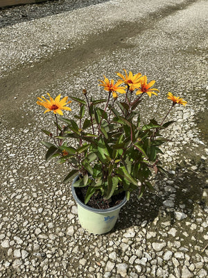 Burning Hearts False Sunflower in a container, showing bright orange daisy-like blooms with dark red centers and deep green foliage.
