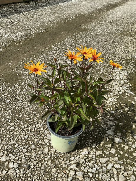 Burning Hearts False Sunflower in a container, showing bright orange daisy-like blooms with dark red centers and deep green foliage.