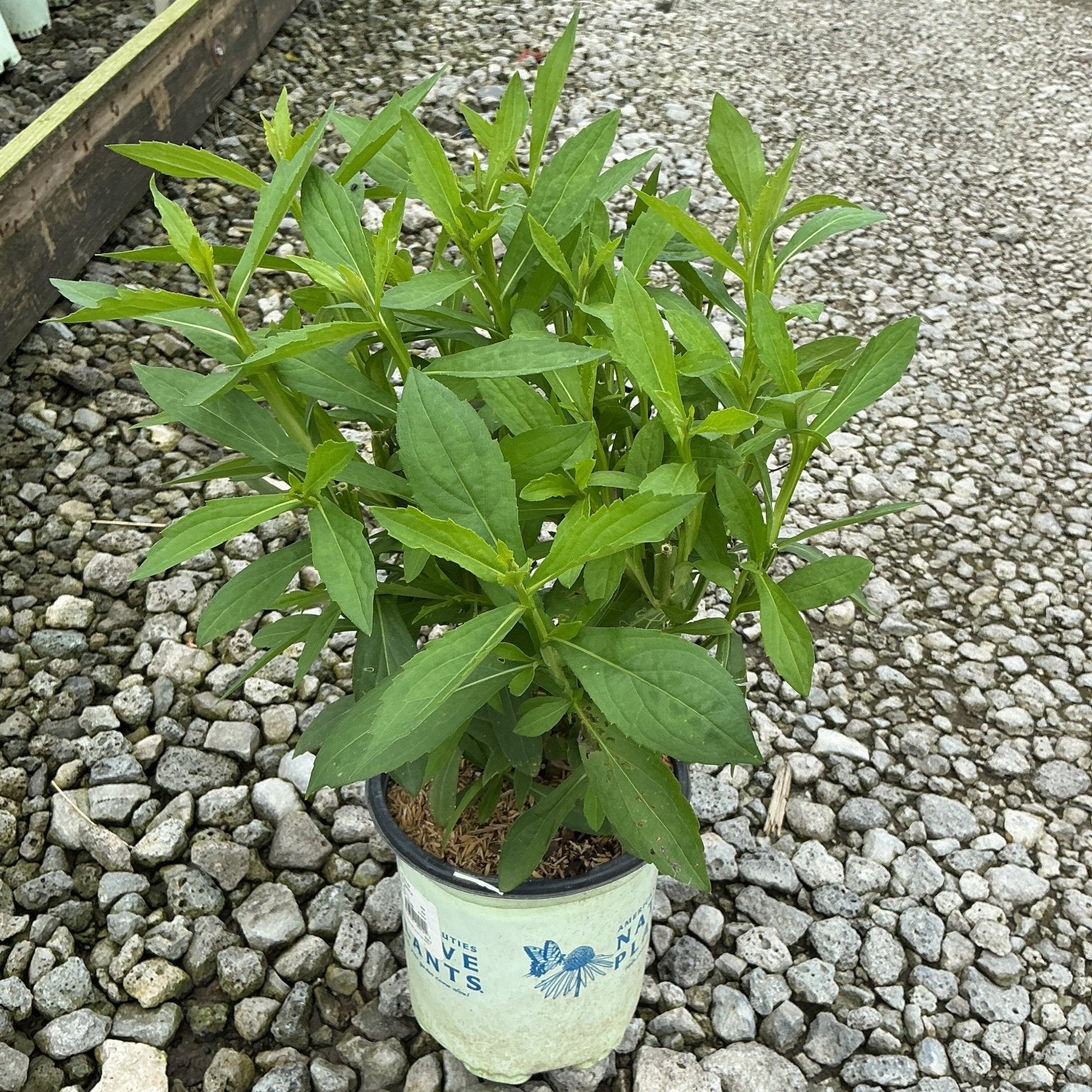 Common Sneezeweed in a #1 container showing lush green foliage at a native plant nursery.