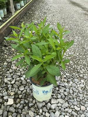 Common Sneezeweed in a #1 container showing lush green foliage at a native plant nursery.