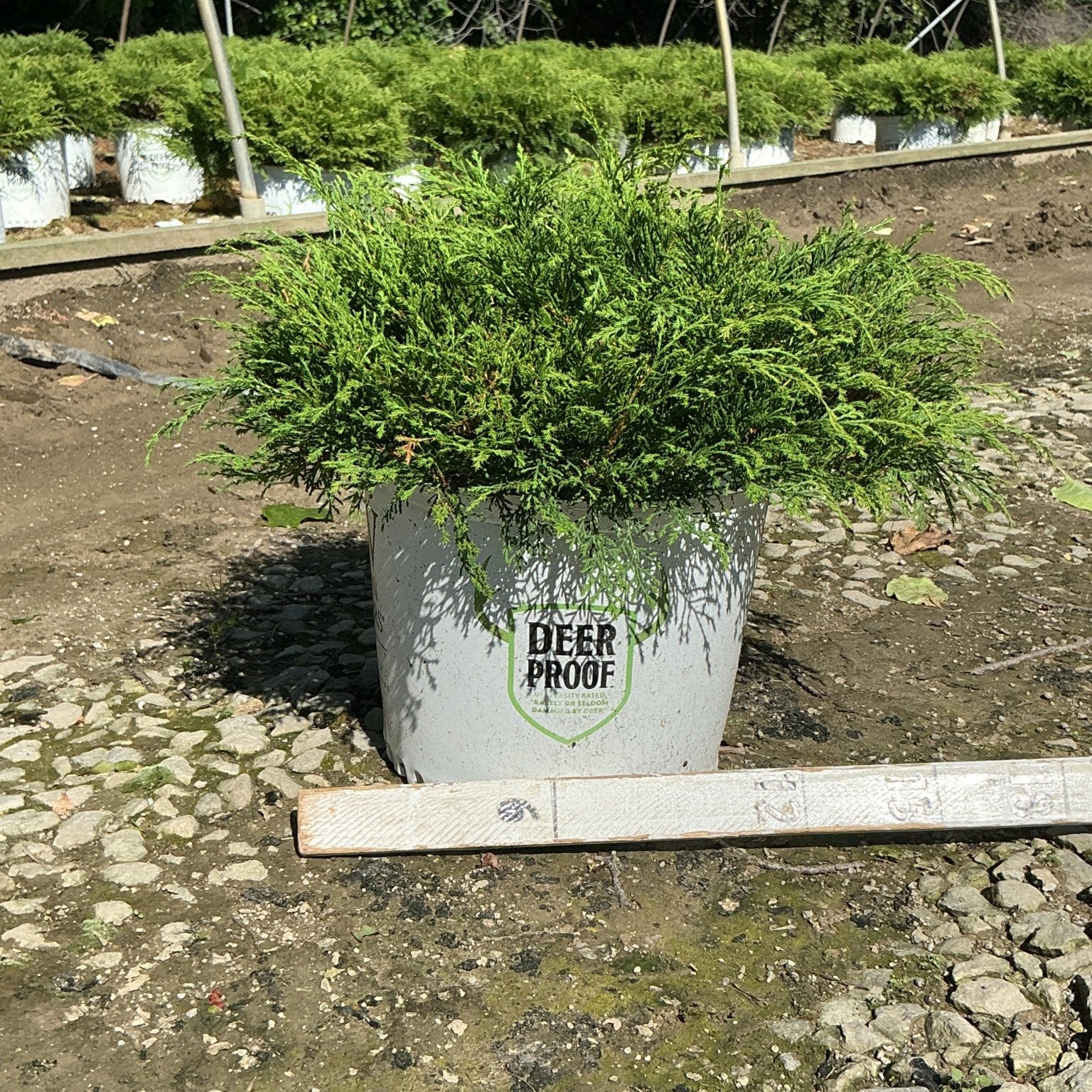 Celtic Pride Siberian Cypress in a #3 container with dense, feathery green foliage at a nursery growing area.