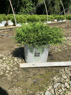 Celtic Pride Siberian Cypress in a #3 container with dense, feathery green foliage at a nursery growing area.