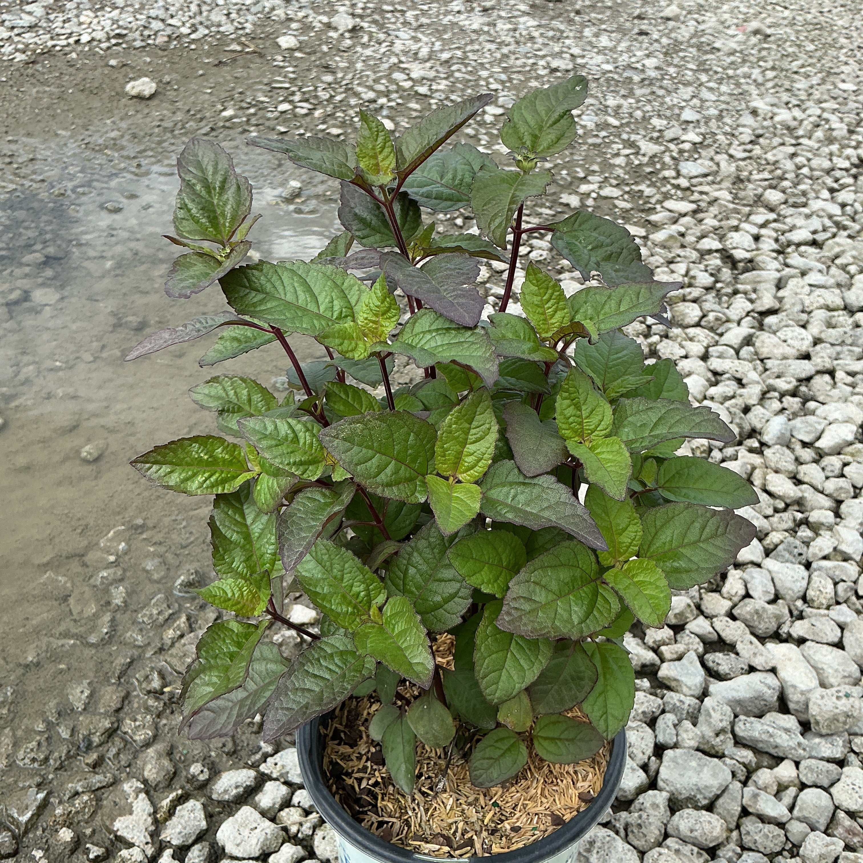 Heliopsis Bleeding Hearts perennial in a #1 container showing dense green and purple-tinged foliage on red stems.