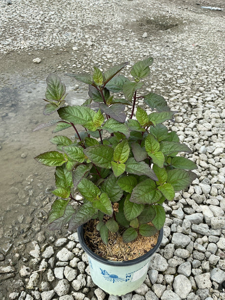 Heliopsis Bleeding Hearts perennial in a #1 container showing dense green and purple-tinged foliage on red stems.