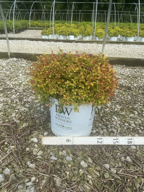 Double Play Dolly Spirea in a Proven Winners #3 container displaying colorful orange, red, and yellow foliage measured at nursery.